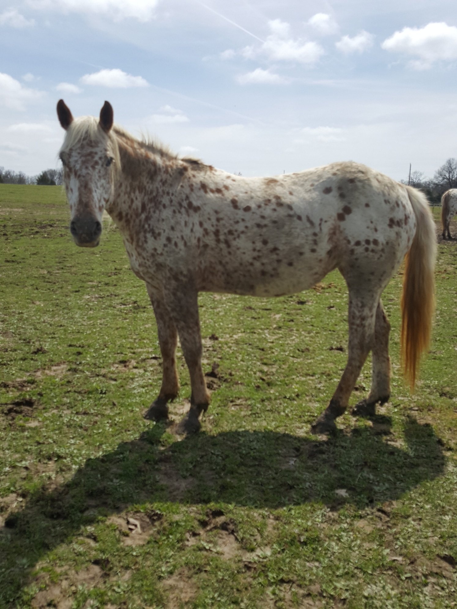 Appaloosa Horse Rescue and Sanctuary