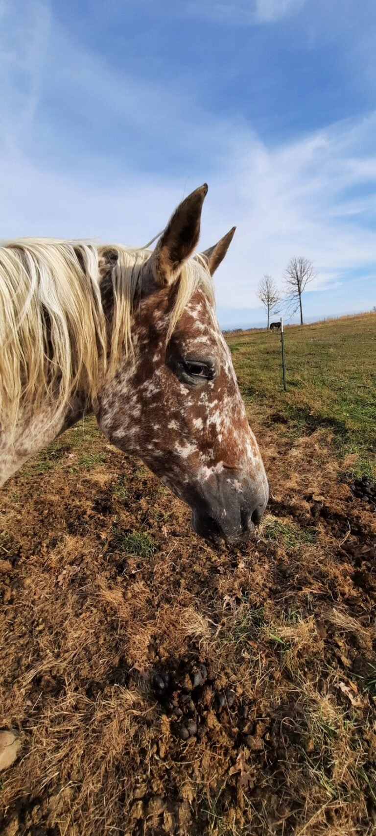 Appaloosa Horse Rescue and Sanctuary