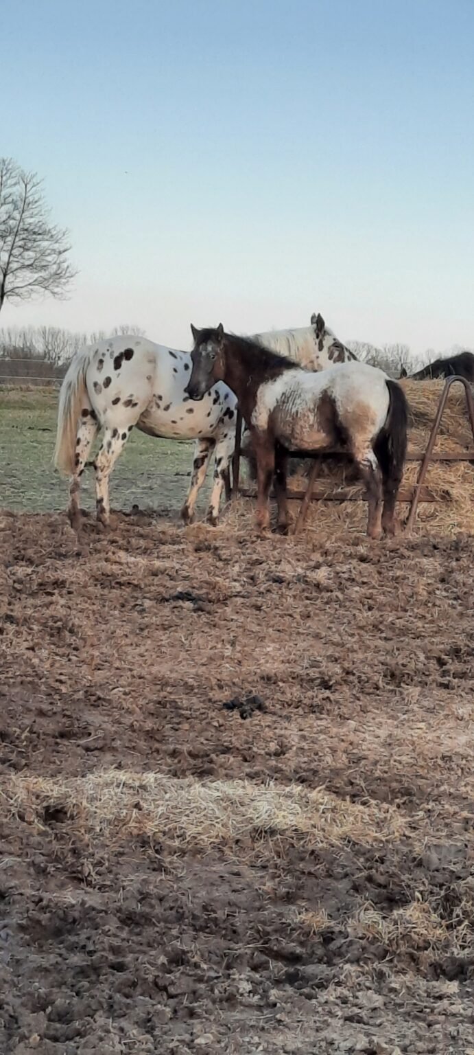 Appaloosa Horse Rescue and Sanctuary