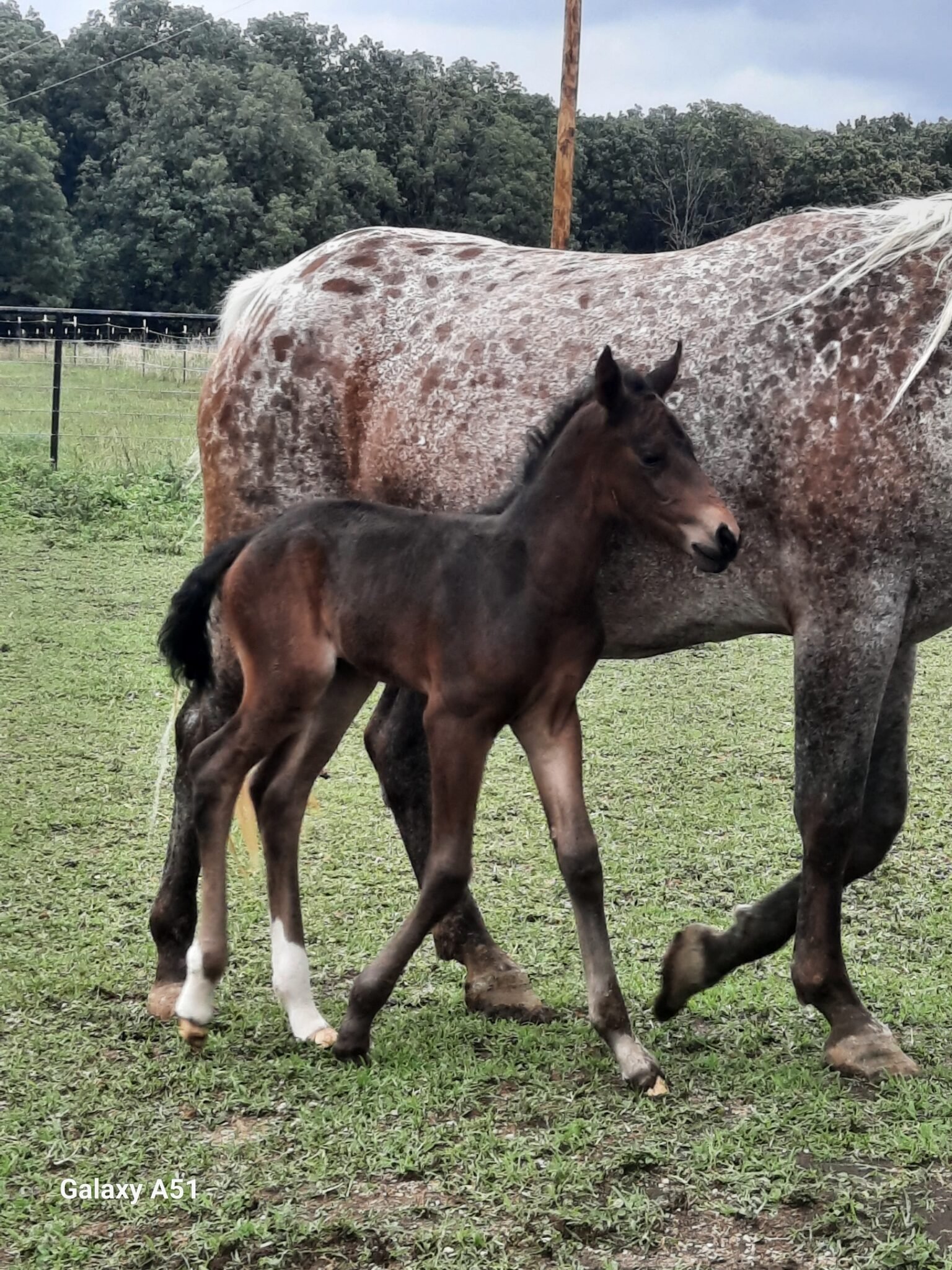 Appaloosa Horse Rescue and Sanctuary