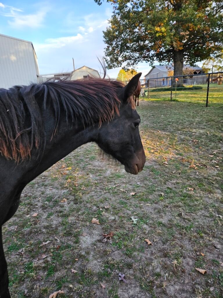 Appaloosa Horse Rescue and Sanctuary