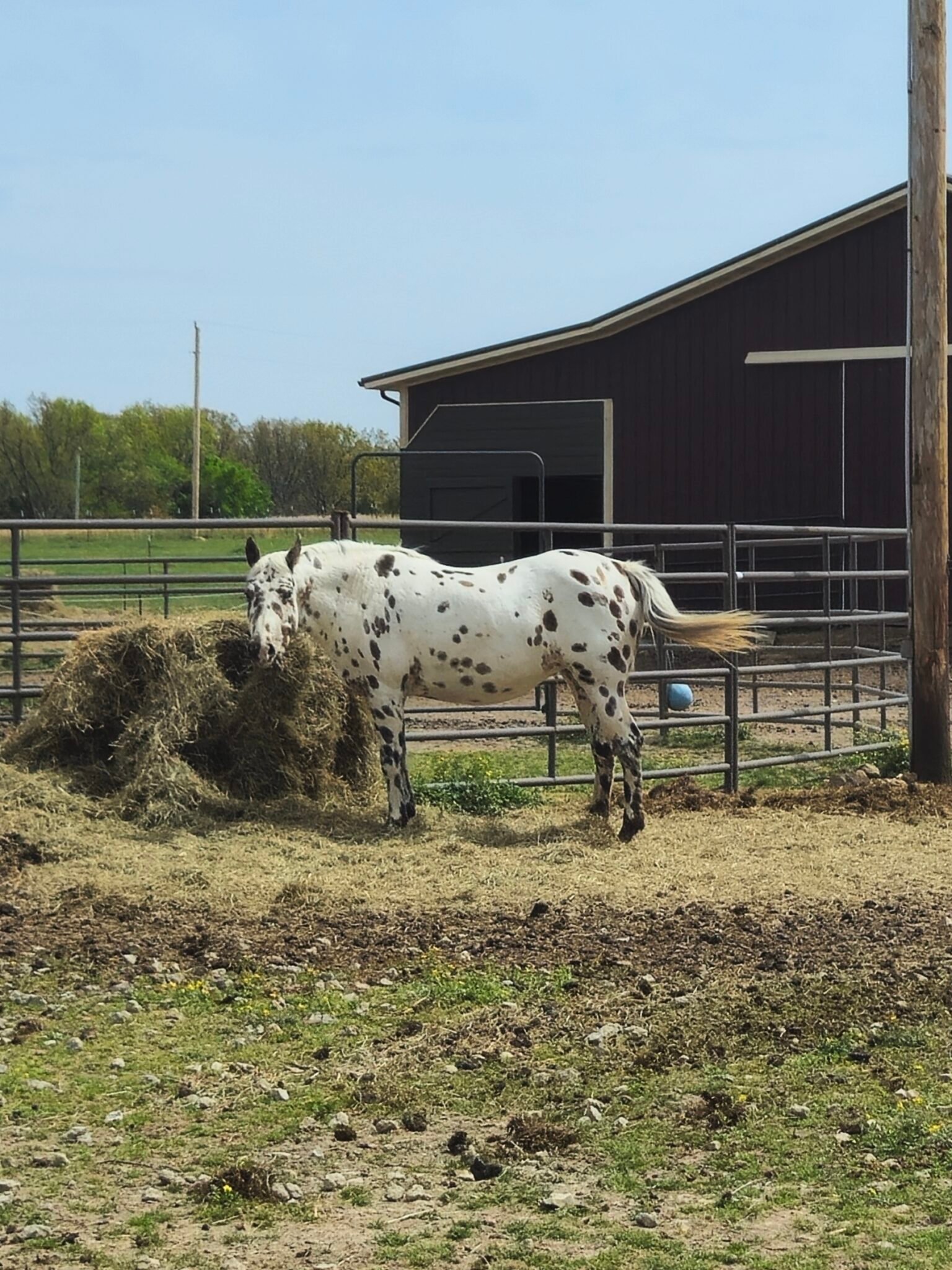 Appaloosa Horse Rescue and Sanctuary