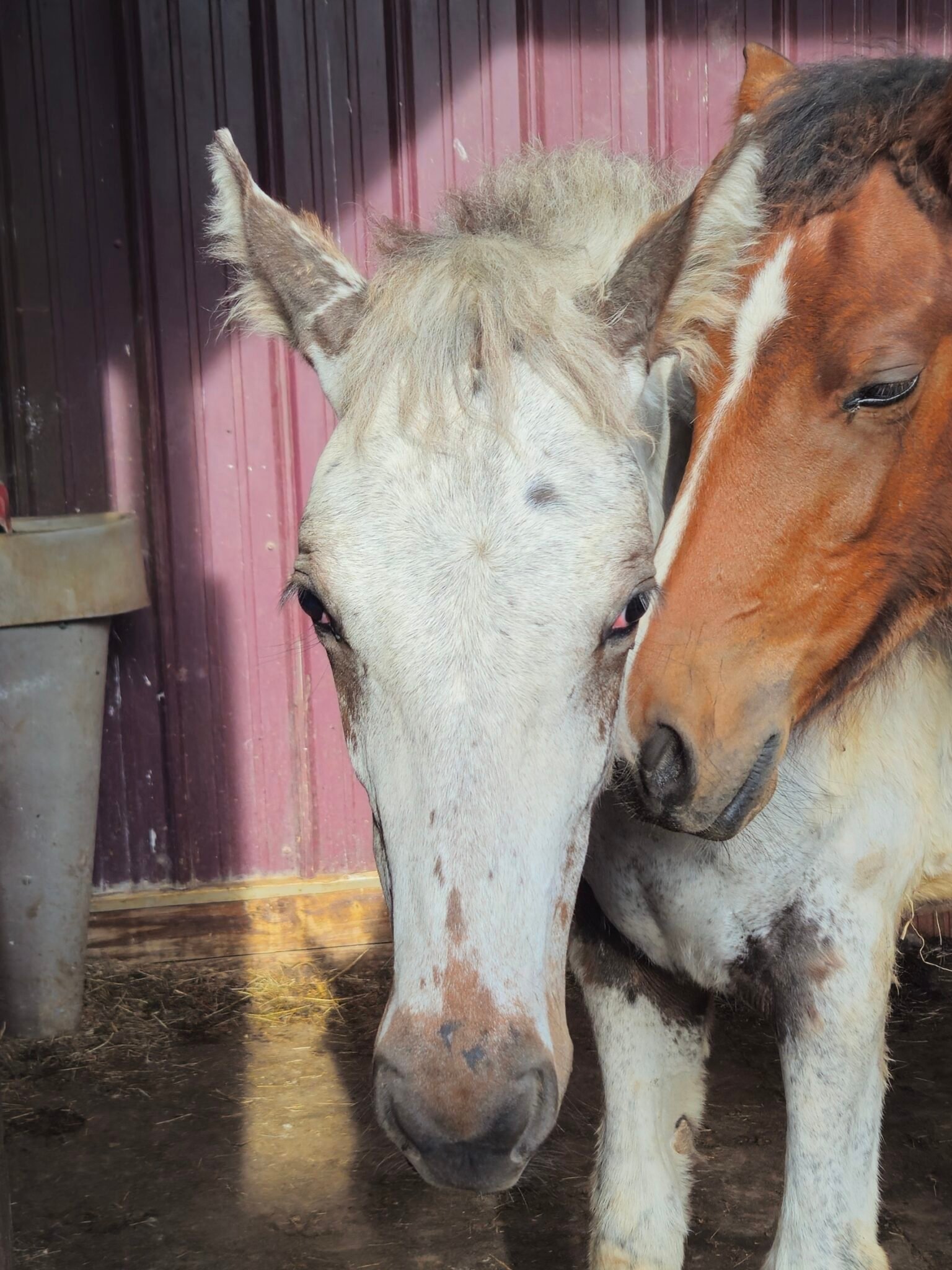 Appaloosa Horse Rescue and Sanctuary