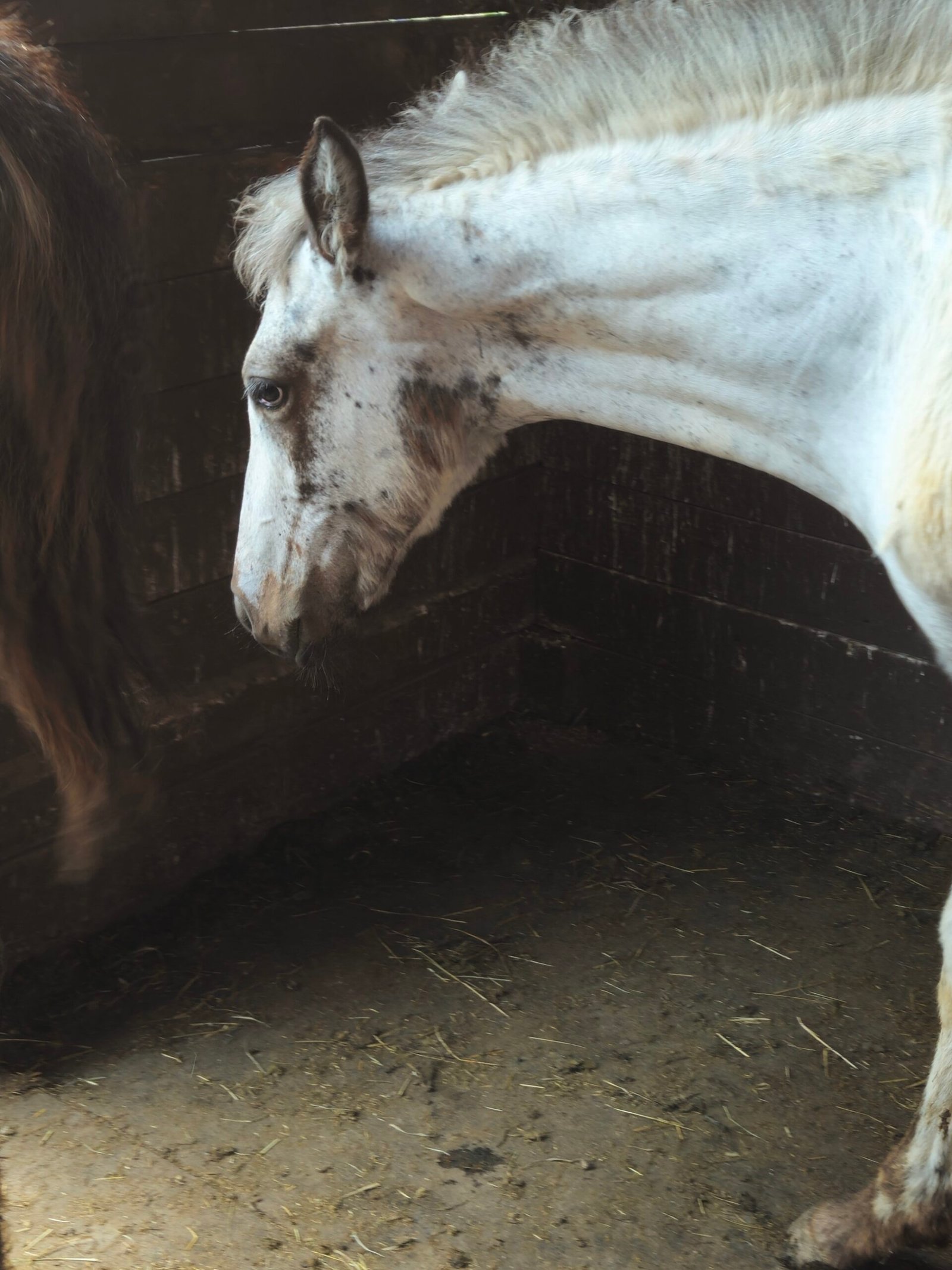 Appaloosa Horse Rescue and Sanctuary